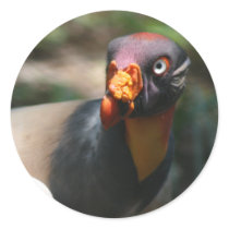King Vulture bird closeup Sarcoramphus papa