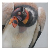 King Vulture Invites
