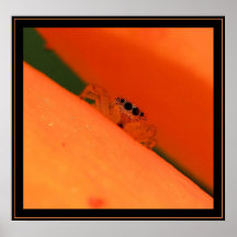 Kingdom Of Orange Print