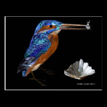 KINGFISHER postcards