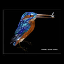KINGFISHER postcards