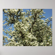 Kirschbaum Posterdrucke