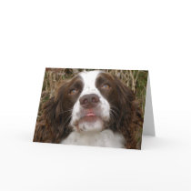 Kiss - English Springer Spaniel Greeting Card