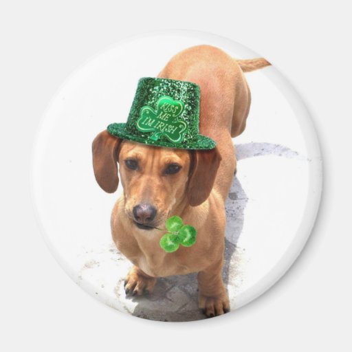 Kiss me I'm Irish Dachshund magnet