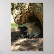 Kissing Bunnies Poster
