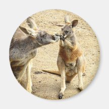 Kissing Kangaroos Refrigerator Magnet