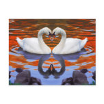 Kissing Swans in Love, Heart Shape Necks Post Card