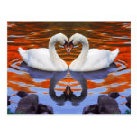 Kissing Swans in Love, Heart Shape Necks Postcards