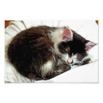 Kitten asleep on White Comforter Art Photo
