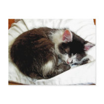 Kitten asleep on White Comforter Postcard