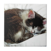 Kitten asleep on White Comforter Ceramic Tile