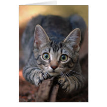 Kitten Card