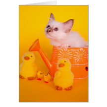 kitten cartes de vœux