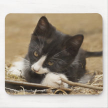 Kitten Chewing on Stick Mouse Pad
