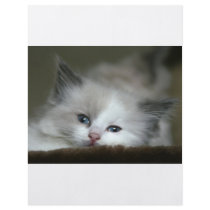 Kitten Flyer