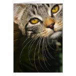 kitten greeting card