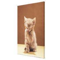 Kitten grooming stretched canvas print