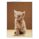 Kitten grooming cards