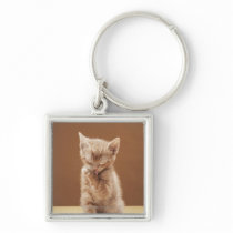 Kitten grooming key chain