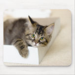 Kitten in a Box mousepad