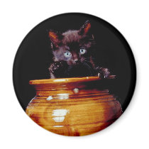 Kitten in a Pot