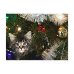 Kitten in Christmas tree Post Cards