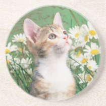 Kitten in Flowers coasters
