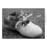 Kitten in Shoe Greeting Card (Blank)