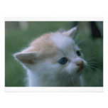 Kitten Invite