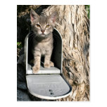 Kitten mail post cards