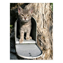 Kitten mail post cards