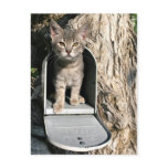 Kitten mail post cards