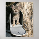 Kitten mail posters