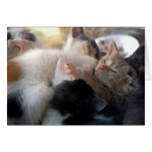 Kitten Nap Card