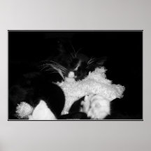 Kitten Nap Print