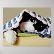 Kitten Peeking Under Blanket Posters