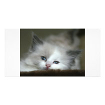 Kitten Personalized Photo Card