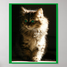 Kitten Poster