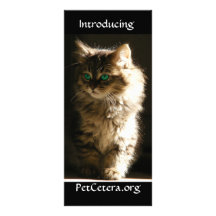 Kitten Rack Card