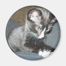 Kitten Refrigerator Magnet