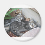 kitten sisters magnet