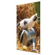 Kitten sitting on top of watering can stretched canvas print