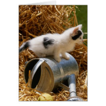 Kitten sitting on top of watering can cards