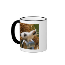 Kitten sitting on top of watering can coffee mug