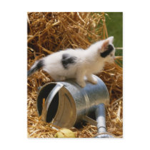Kitten sitting on top of watering can postcards