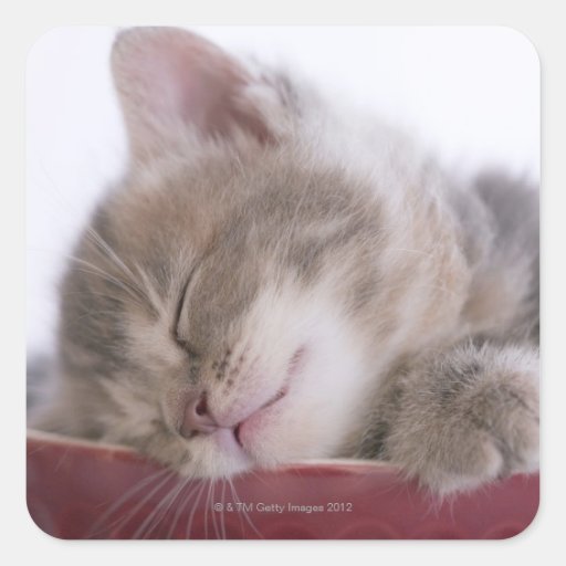 Kitten Sleeping in Bowl 2 Square Stickers