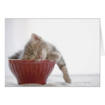 Kitten Sleeping in Bowl Card