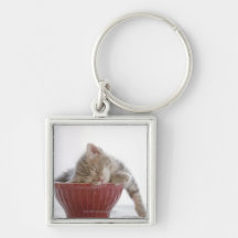 Kitten Sleeping in Bowl Keychains