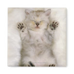 Kitten Sleeping on a White Fluffy Carpet, High Magnet