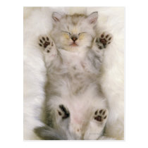 Kitten Sleeping on a White Fluffy Carpet, High postcards